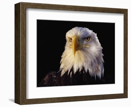 Head of Adult American Bald Eagle-W. Perry Conway-Framed Photographic Print