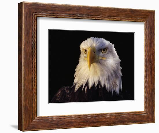 Head of Adult American Bald Eagle-W. Perry Conway-Framed Photographic Print