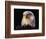 Head of Adult American Bald Eagle-W. Perry Conway-Framed Photographic Print