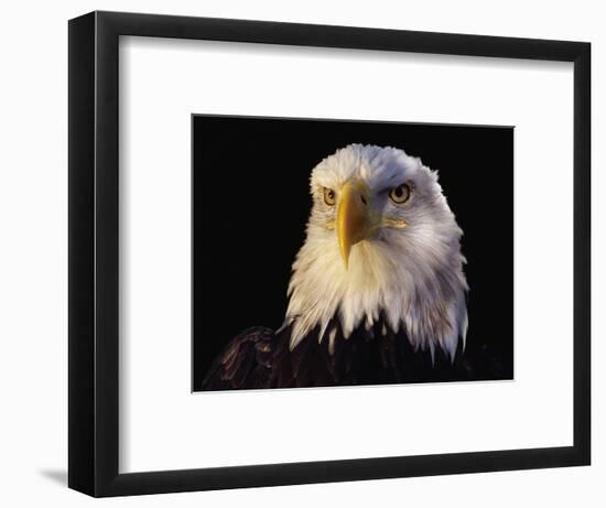 Head of Adult American Bald Eagle-W. Perry Conway-Framed Photographic Print