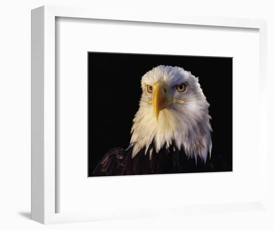 Head of Adult American Bald Eagle-W. Perry Conway-Framed Photographic Print