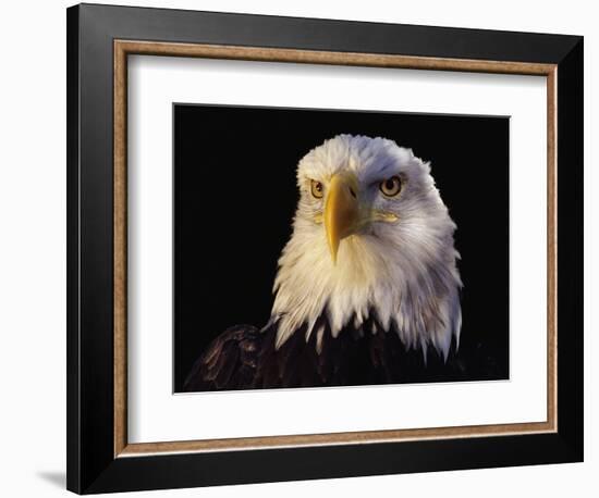 Head of Adult American Bald Eagle-W. Perry Conway-Framed Photographic Print