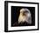 Head of Adult American Bald Eagle-W. Perry Conway-Framed Photographic Print