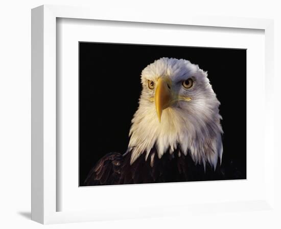 Head of Adult American Bald Eagle-W. Perry Conway-Framed Photographic Print