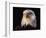 Head of Adult American Bald Eagle-W. Perry Conway-Framed Photographic Print