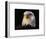 Head of Adult American Bald Eagle-W. Perry Conway-Framed Photographic Print