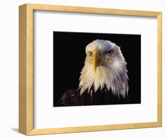 Head of Adult American Bald Eagle-W. Perry Conway-Framed Photographic Print