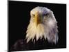 Head of Adult American Bald Eagle-W. Perry Conway-Mounted Photographic Print