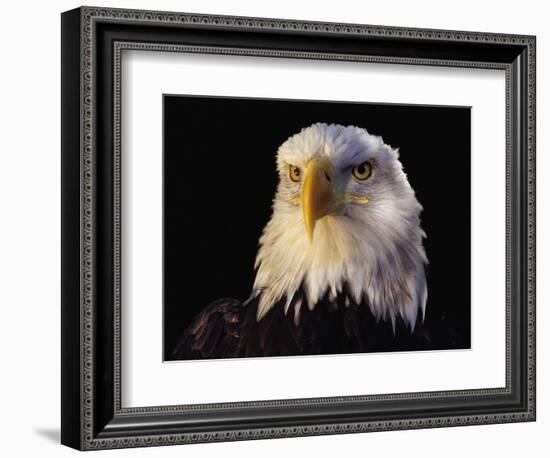 Head of Adult American Bald Eagle-W. Perry Conway-Framed Photographic Print