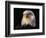 Head of Adult American Bald Eagle-W. Perry Conway-Framed Photographic Print