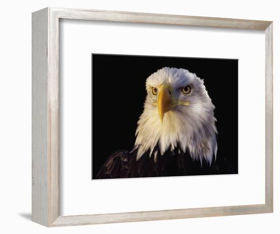 Head of Adult American Bald Eagle-W. Perry Conway-Framed Photographic Print