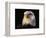 Head of Adult American Bald Eagle-W. Perry Conway-Framed Photographic Print