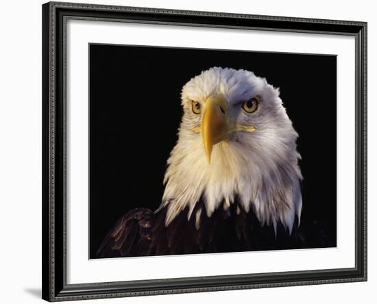 Head of Adult American Bald Eagle-W. Perry Conway-Framed Photographic Print