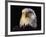 Head of Adult American Bald Eagle-W. Perry Conway-Framed Photographic Print