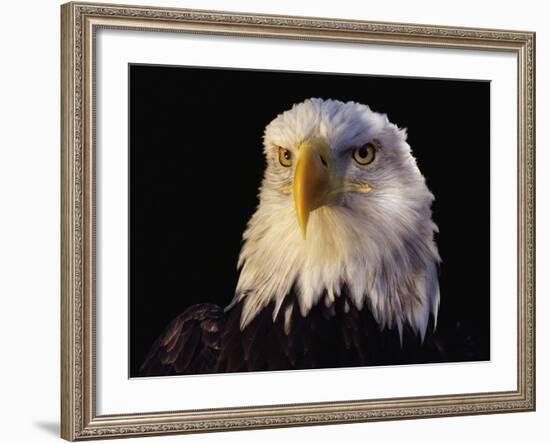 Head of Adult American Bald Eagle-W. Perry Conway-Framed Photographic Print