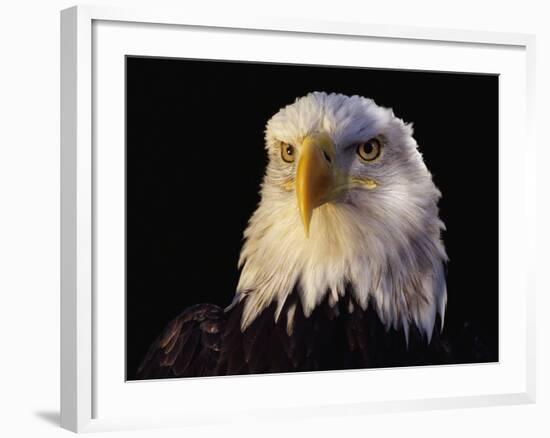 Head of Adult American Bald Eagle-W. Perry Conway-Framed Photographic Print