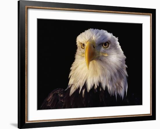 Head of Adult American Bald Eagle-W. Perry Conway-Framed Photographic Print