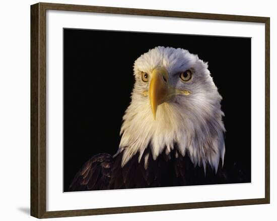 Head of Adult American Bald Eagle-W. Perry Conway-Framed Photographic Print