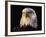 Head of Adult American Bald Eagle-W. Perry Conway-Framed Photographic Print