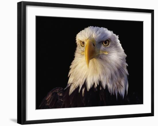 Head of Adult American Bald Eagle-W. Perry Conway-Framed Photographic Print