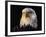 Head of Adult American Bald Eagle-W. Perry Conway-Framed Photographic Print