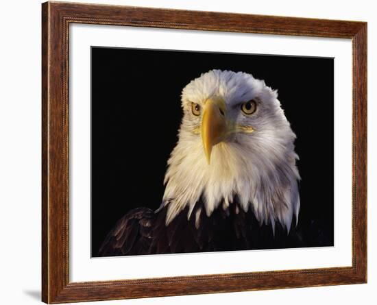 Head of Adult American Bald Eagle-W. Perry Conway-Framed Photographic Print