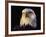 Head of Adult American Bald Eagle-W. Perry Conway-Framed Photographic Print