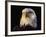 Head of Adult American Bald Eagle-W. Perry Conway-Framed Photographic Print