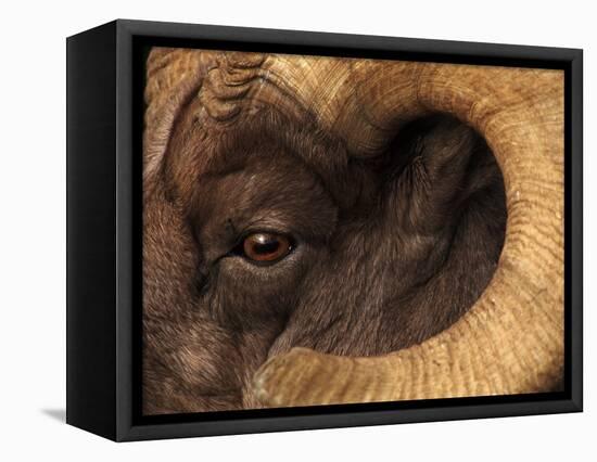 Head of American Bighorn Sheep-Mary Ann McDonald-Framed Premier Image Canvas