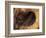 Head of American Bighorn Sheep-Mary Ann McDonald-Framed Photographic Print