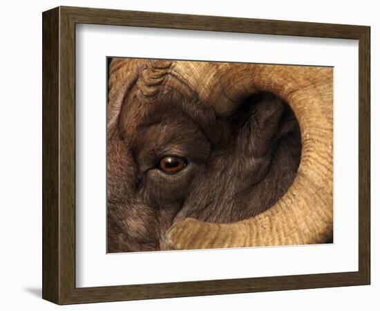 Head of American Bighorn Sheep-Mary Ann McDonald-Framed Photographic Print