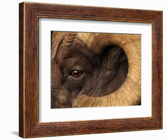 Head of American Bighorn Sheep-Mary Ann McDonald-Framed Photographic Print