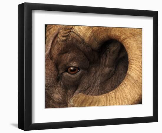 Head of American Bighorn Sheep-Mary Ann McDonald-Framed Photographic Print