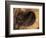 Head of American Bighorn Sheep-Mary Ann McDonald-Framed Photographic Print