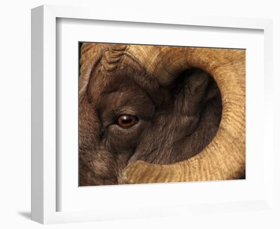 Head of American Bighorn Sheep-Mary Ann McDonald-Framed Photographic Print