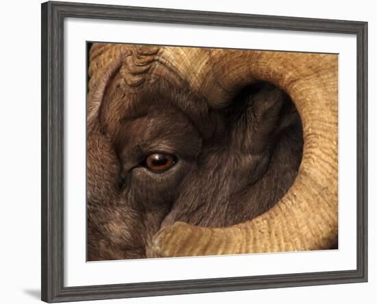 Head of American Bighorn Sheep-Mary Ann McDonald-Framed Photographic Print