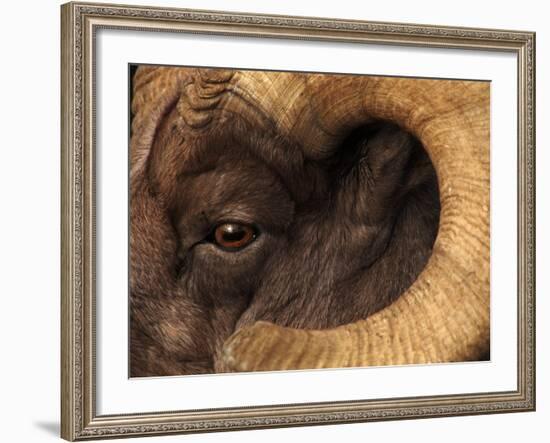 Head of American Bighorn Sheep-Mary Ann McDonald-Framed Photographic Print