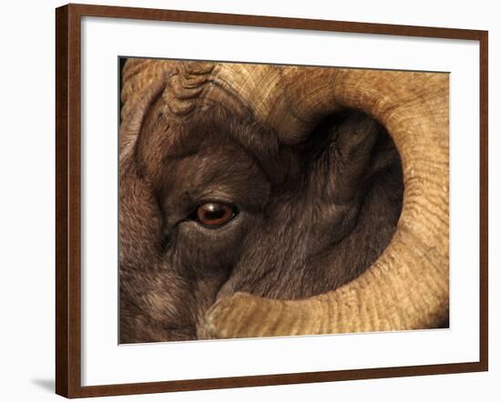 Head of American Bighorn Sheep-Mary Ann McDonald-Framed Photographic Print