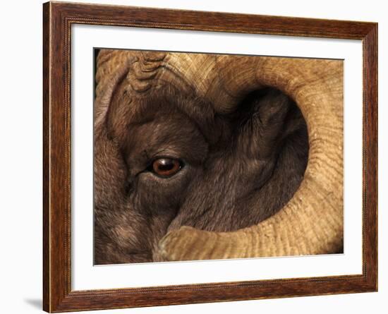 Head of American Bighorn Sheep-Mary Ann McDonald-Framed Photographic Print