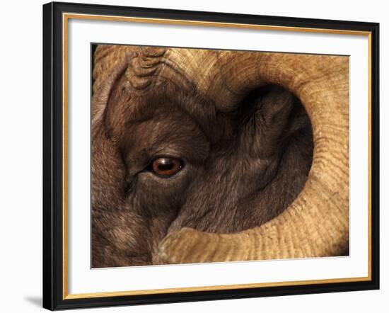 Head of American Bighorn Sheep-Mary Ann McDonald-Framed Photographic Print