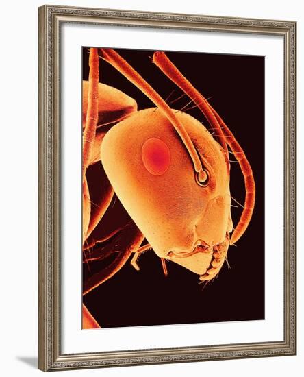Head of an Ant-Micro Discovery-Framed Photographic Print