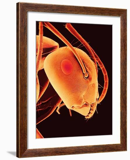 Head of an Ant-Micro Discovery-Framed Photographic Print