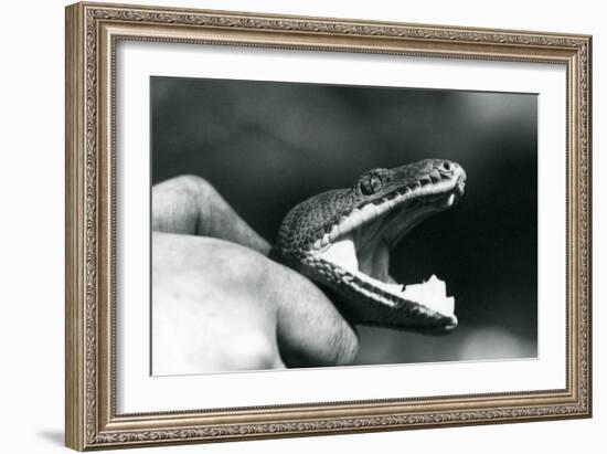 Head of an Emerald Tree Boa, with its Mouth Open, Held by the Neck, by its Keeper, London Zoo, 1928-Frederick William Bond-Framed Giclee Print