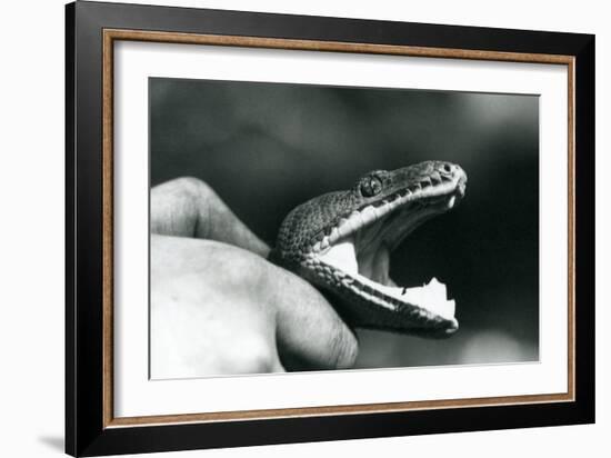 Head of an Emerald Tree Boa, with its Mouth Open, Held by the Neck, by its Keeper, London Zoo, 1928-Frederick William Bond-Framed Giclee Print