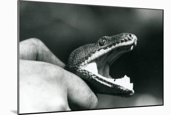 Head of an Emerald Tree Boa, with its Mouth Open, Held by the Neck, by its Keeper, London Zoo, 1928-Frederick William Bond-Mounted Giclee Print