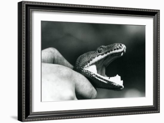 Head of an Emerald Tree Boa, with its Mouth Open, Held by the Neck, by its Keeper, London Zoo, 1928-Frederick William Bond-Framed Giclee Print