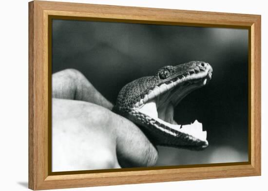 Head of an Emerald Tree Boa, with its Mouth Open, Held by the Neck, by its Keeper, London Zoo, 1928-Frederick William Bond-Framed Premier Image Canvas