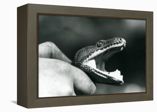 Head of an Emerald Tree Boa, with its Mouth Open, Held by the Neck, by its Keeper, London Zoo, 1928-Frederick William Bond-Framed Premier Image Canvas