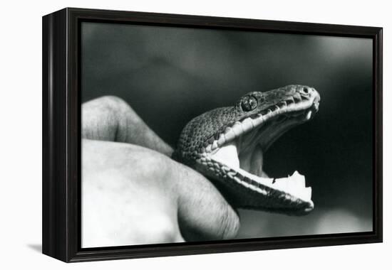 Head of an Emerald Tree Boa, with its Mouth Open, Held by the Neck, by its Keeper, London Zoo, 1928-Frederick William Bond-Framed Premier Image Canvas