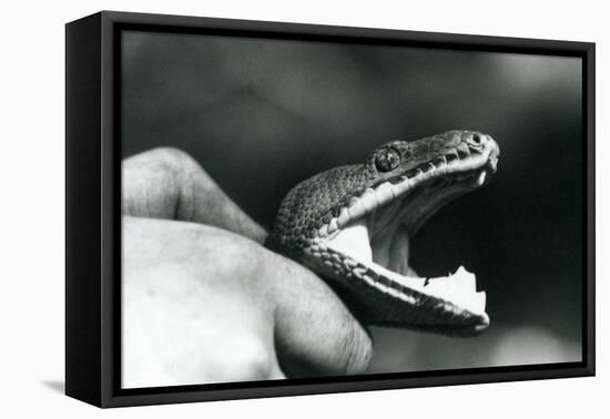 Head of an Emerald Tree Boa, with its Mouth Open, Held by the Neck, by its Keeper, London Zoo, 1928-Frederick William Bond-Framed Premier Image Canvas